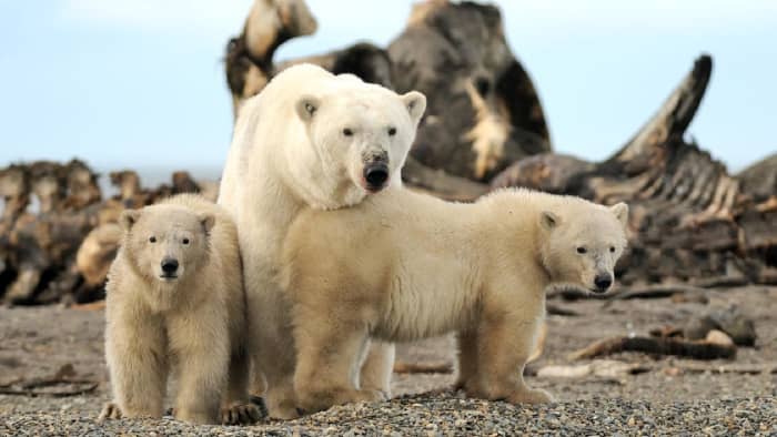 People yearning to see polar bears in the wild recently got their wish one tiny Alaska native village, Kaktovik, which has experienced a boom in tourism recently as the polar bears spend more time on land than on the diminishing Arctic sea ice.