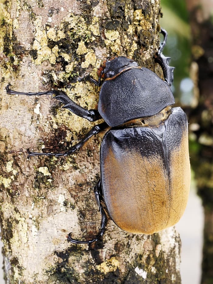 40 Interesting Facts About Hercules Beetles Genus Dynastes Owlcation