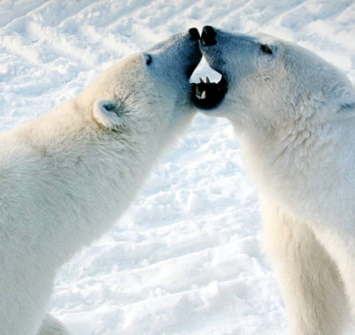 10-facts-about-the-polar-bear
