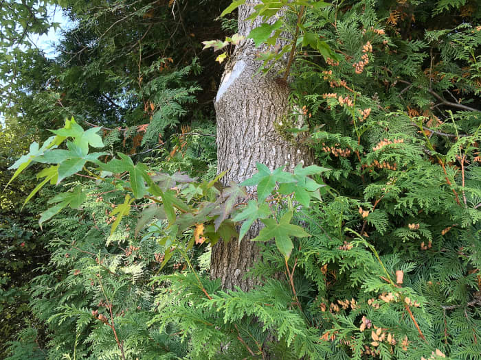 American Sweet Gum Tree An Attractive Plant With Spiky Fruits Dengarden