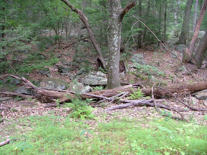 A typical view of the forest in Stony Valley. Ruins of long-gone dwellings often lay hidden among the growth, easily missed when walking by.