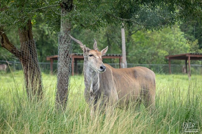An eland is not a sight one would normally associate with a farm, but their size and toughness make them a better choice than cattle.