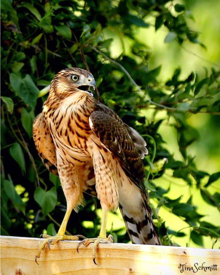 The Native North American Cooper's Hawk, a Crafty Bird of Prey Owlcation