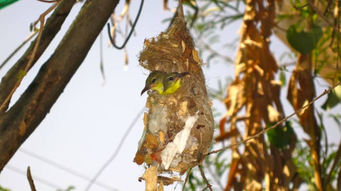The spider silk provides elasticity to the nest and can expand with the growing chicks.