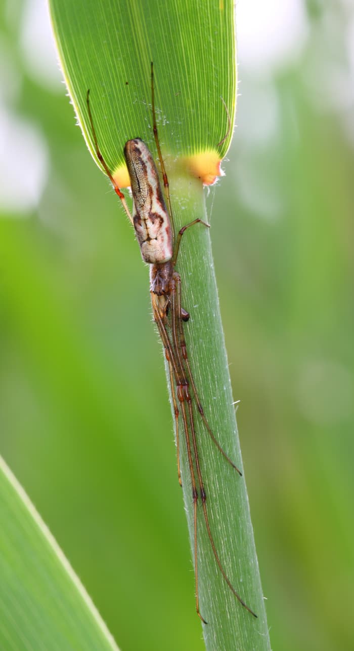10-super-silky-spider-facts