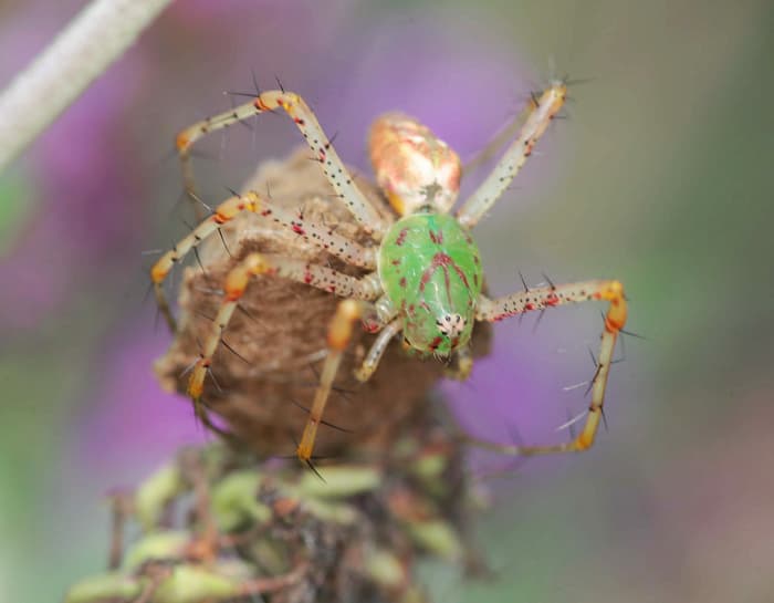 Green lynx spider sitting on egg sack.