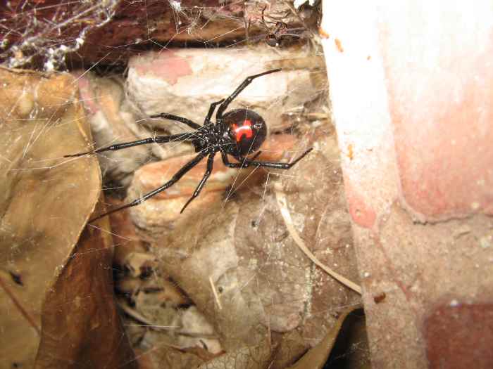 10 Super Silky Spider Facts Owlcation
