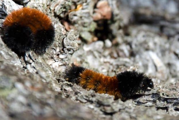 The wooly bear moth caterpillar produces alcohols that allow it to avoid freezing at temperatures as low as -70 degrees F / -57 C.