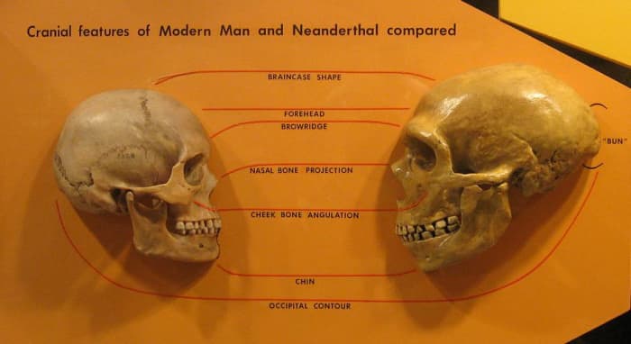 A comparison of a modern human skull with a Neanderthal skull. Note the prominent brow ridge and nasal bone projection in the Neanderthal skull.