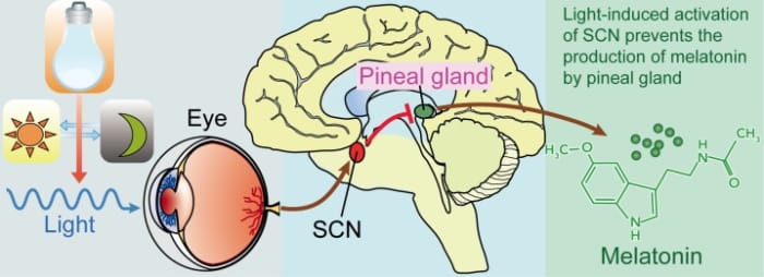 Light is detected by the eyes and transmitted to the suprachiasmatic nuclei (SCN), which inhibits the production of melatonin during the day. Night owls have a delayed onset of melatonin production when light dims, delaying the sleep cycle.