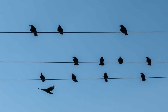 Birds can sit on power lines without being electrocuted because electricity can't flow through their bodies.