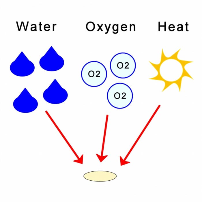 A seed contains information in the form of a chemical called DNA. This tells the seed how to grow. Seeds need oxygen, water and heat so that they can germinate and start to grow.