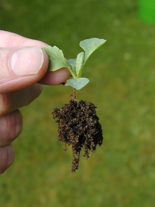 When a seed germinates, it first produces a pair of small leaves and delicate roots. Over time it grows bigger with more leaves, and the roots also spread out in the soil.