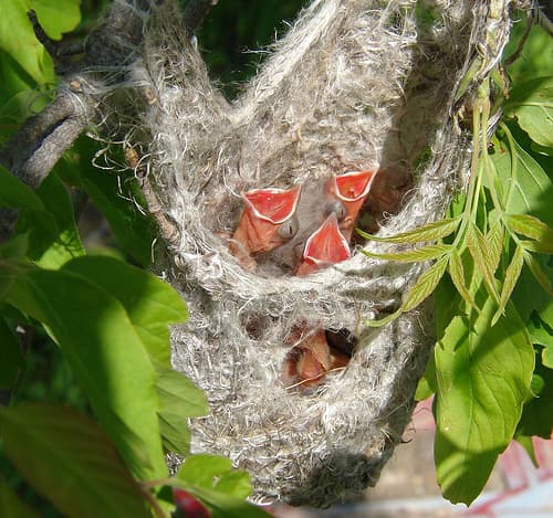 A female oriole will build a type of hanging basket nest for her eggs by weaving grass and plant fibers together.
