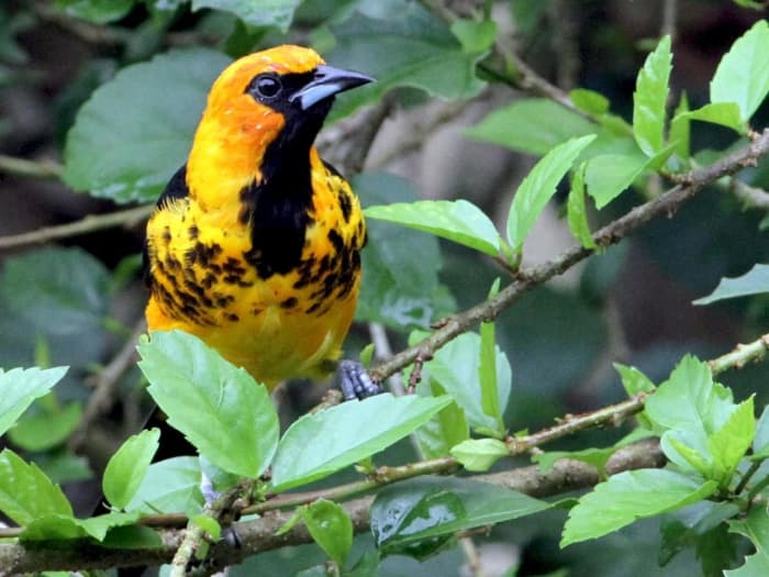 This stunning bird, a spot-breasted oriole, is only found in parts of southern Florida, and locations farther south.