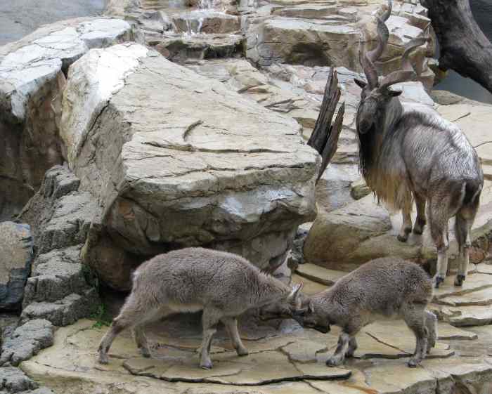 top-10-facts-about-markhors