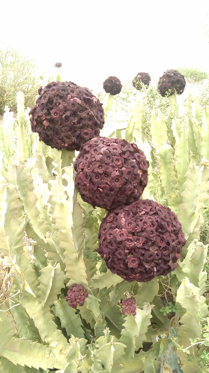 The stunning flowers of Caralluma retrospisciens in Wadi Taiah, Sotuhwest Saudi Arabia. (August 22, 2018)