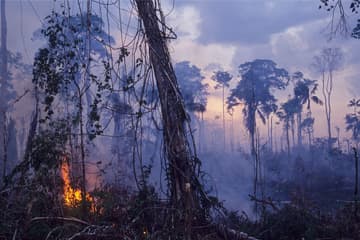 Slash-and-burn agriculture is highly destructive, potentially on a large scale due to spreading forest fires.