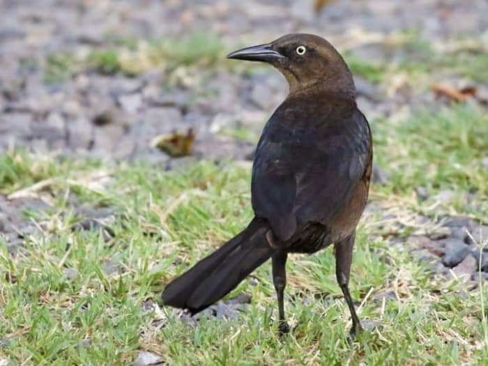 A female great-tailed grackle has dark brown upper parts with lighter parts below. The throat is a buff color and there is a stripe above each eye. The female has the same piercing yellow eyes as the male.
