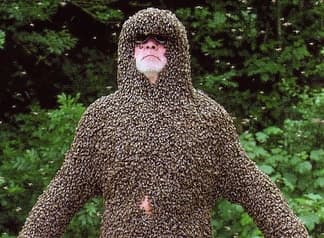 Michel Wiscionsky was elected King of Poland, to some extent because bees had settled on him.