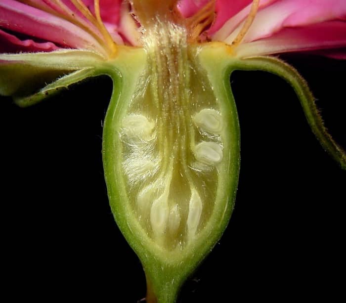 A rose pistil with the stigma that captures the pollen not shown, the pollen then travels down the pollen tubes of the style (stalks) to the ovary (ovule, white).