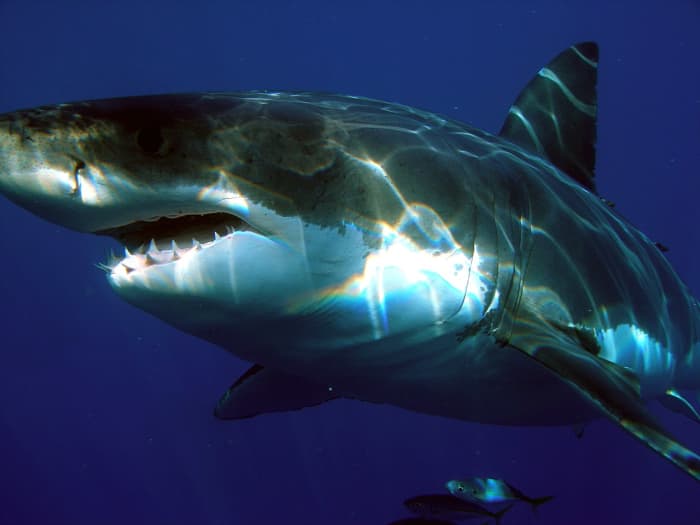 A Great White Shark spotted in the ocean deep. Notice the shark's incredible size and razor sharp teeth.