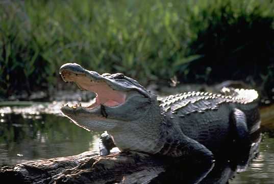 Alligator Mississipiensis