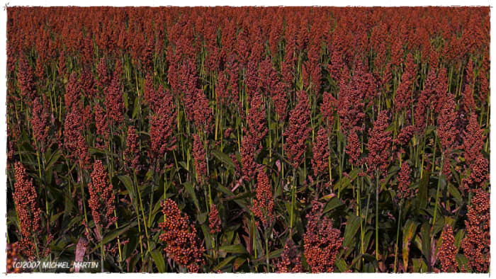 The color percolated from the bulky tassels of a crop I had never seen before, called Milo, planted in unending rows that entombed the 1-70 pipeline.