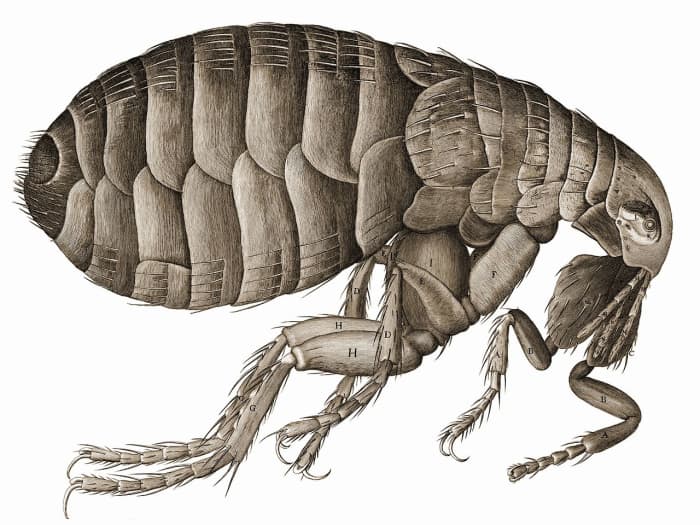 Drawing of a flea from Micrographia. Hooke’s first line of the description of the figure: “The strength and beauty of this small creature, had it no other relation at all to man, would deserve a description”