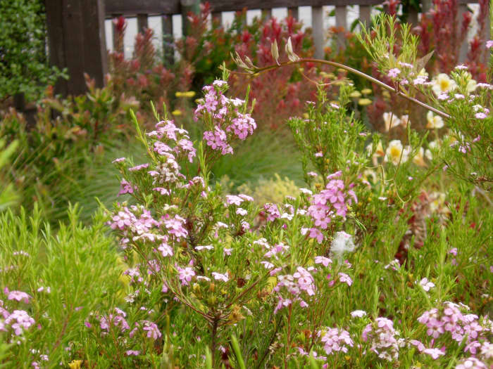 Be sure to use photos that enhance the theme. This California native garden was planted outside of a restaurant that was trying to save water. It was in the patio next to dining tables, so customers could enjoy and be inspired by it too.