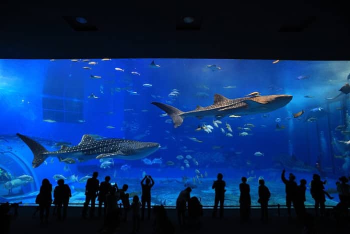 Georgia Aquarium: The world's largest aquarium, Georgia Aquarium houses more than 100,000 aquatic animals in more than 10 million gallons of fresh and saltwater