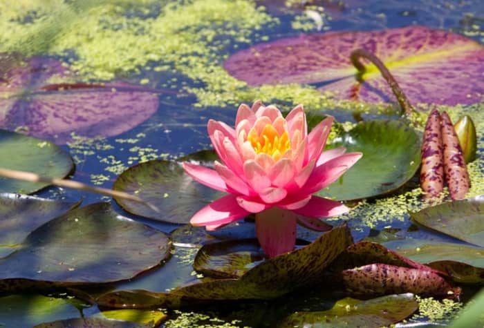 Botanica Wichita Gardens: is one of the top things to do in the city of Wichita. It is a paradise celebrating horticulture that is open year-round. Photo by One Day Closer.