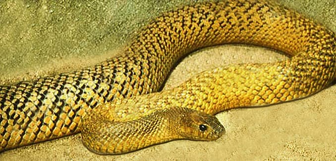 The Inland Taipan during the summer months; notice its green coloration which contrasts sharply with its darker (winter) coloration.