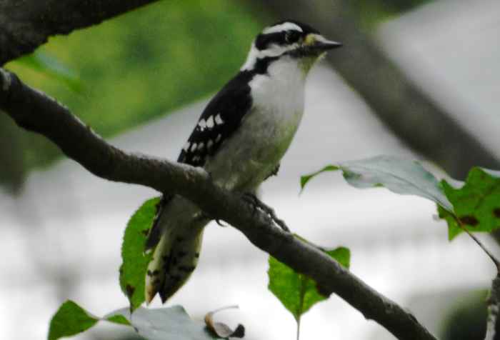 Downy Woodpecker Facts, Pictures, Identification, and Range - Owlcation