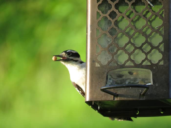 The Downy Woodpecker will come to your feeder for nuts as well as black-oil sunflower seeds and fruit.