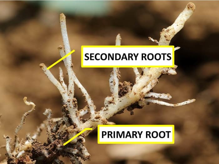 How Do Roots Work? Functions, Structure, and Human Uses - Owlcation