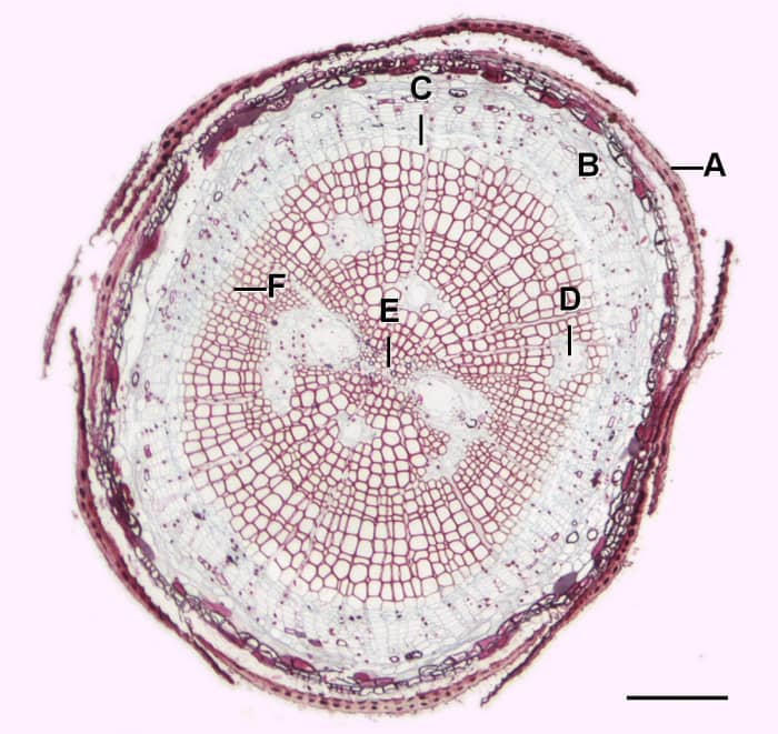 In this image of a pine tree's root, A is the epidermis, B is the cortex, C is the vascular cambium, D is the resin duct, E is the xylem, and F is the phloem.