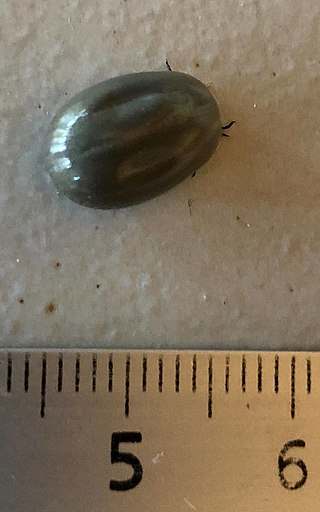 Tick engorged with blood. The photographer took this tick off his pet cat.