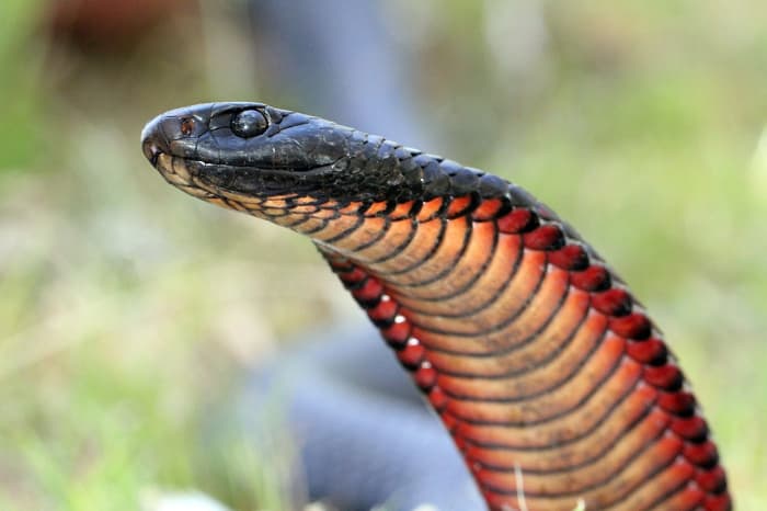 Notice how the red-bellied black snake raises (and flattens) its head in a manner similar to the cobra.