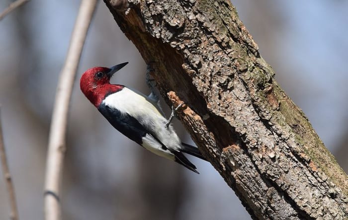 Red-headed Woodpecker