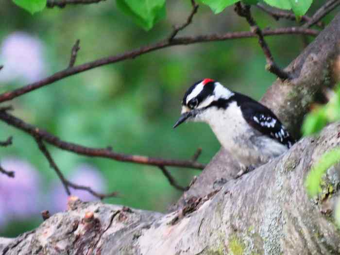 7 Types of Woodpeckers in Pennsylvania and the Northeast - Owlcation