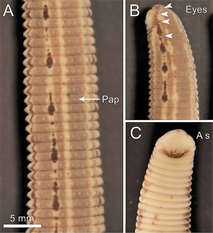 Hirudo medicinalis that has been preserved in alcohol, which causes color loss; photo C shows the anterior sucker