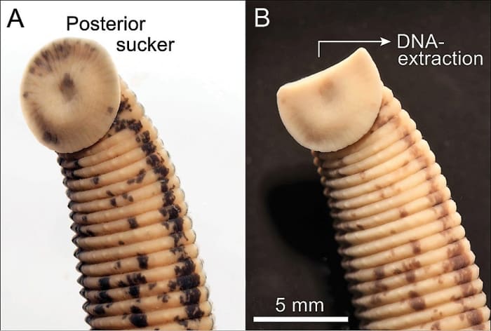The posterior sucker of a medicinal leech that has been preserved in alcohol