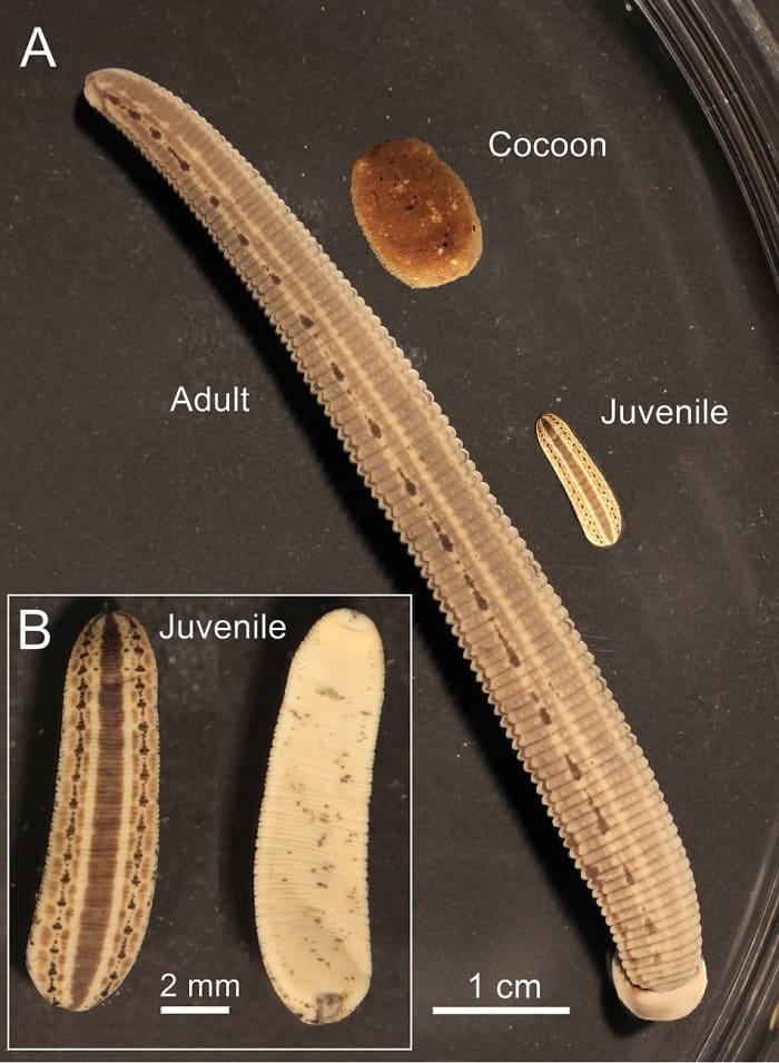Life stages of medicinal yeast preserved in alcohol