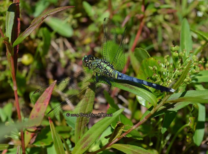 An immature male Eastern Pondhawk (Erythemis simplicicollis) transitioning from green to blue.
