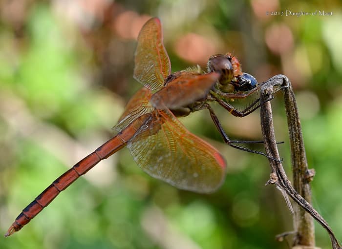 Dragonfly Facts and Symbolism Owlcation