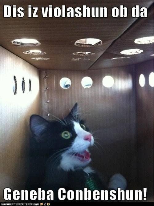 The meme LOL Cats revolves around photos of personified cats, with captions added to make the cats' expressions seem human-- right down to the comically terrible grammar!