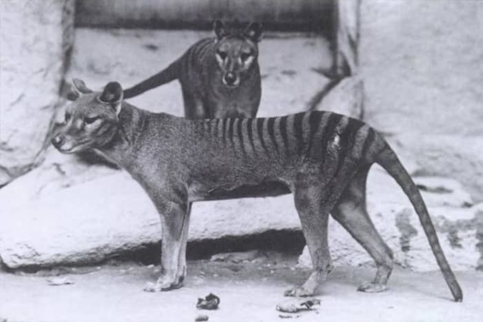 A photograph of the extraordinary dog like marsupial known as the Thylacine taken in the early 20th century.