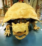The skull of meiolania, note the horns on the top of its head, although these ones are quite small.