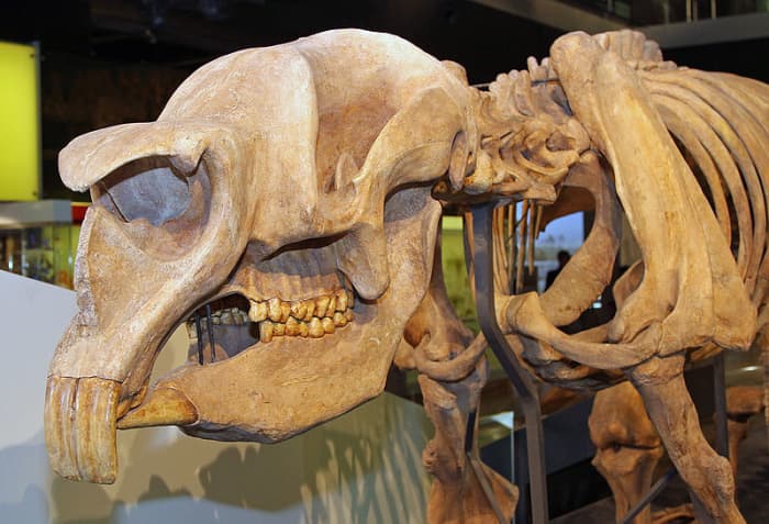 The skull of diprotodon that clearly shows the flat teeth that mark it out as a herbivore, and more specifically as a browser.